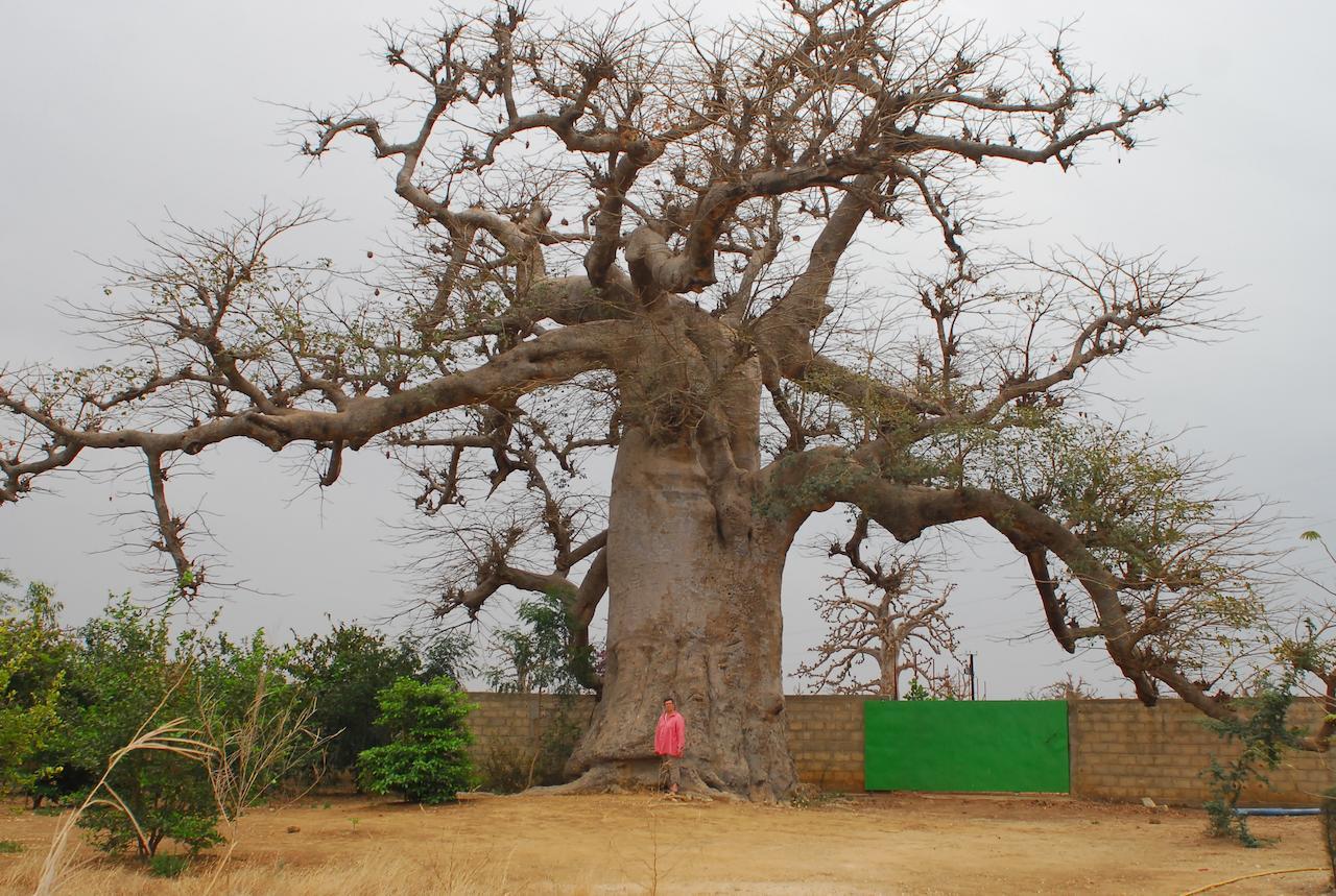 Hotel Baobab Soleil Sindia Zimmer foto